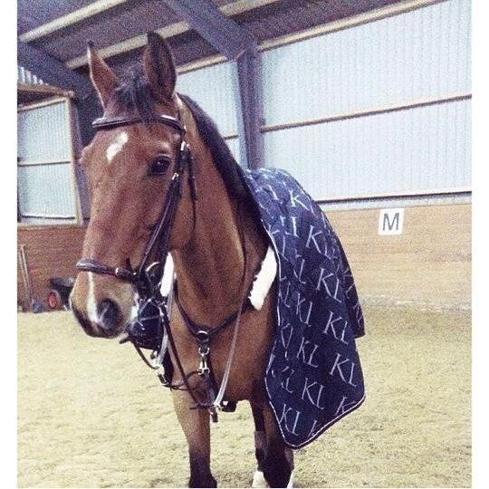 Hollandsk Varmblod B. Lord de Colando billede 8