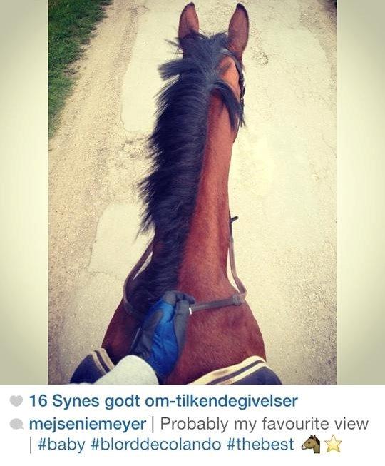 Hollandsk Varmblod B. Lord de Colando billede 9