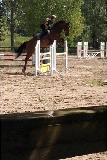 Hollandsk Varmblod B. Lord de Colando billede 10