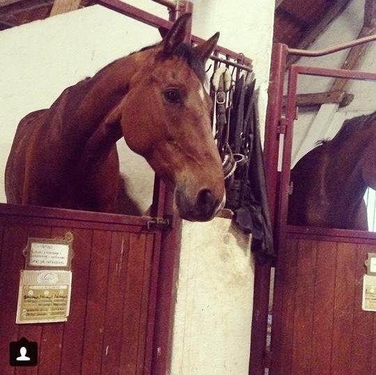 Hollandsk Varmblod B. Lord de Colando billede 11