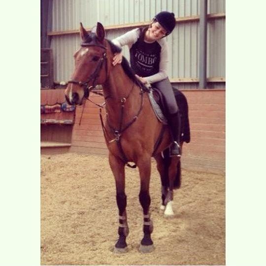 Hollandsk Varmblod B. Lord de Colando billede 12