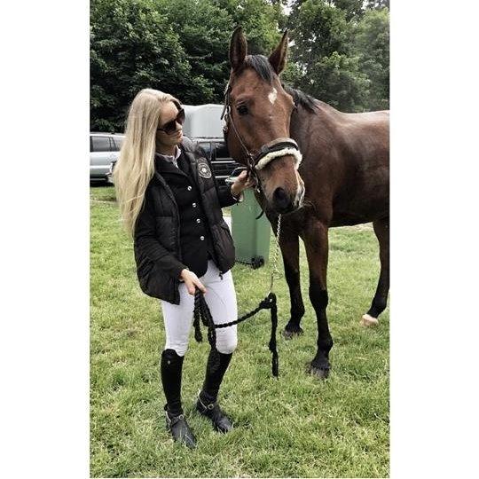 Hollandsk Varmblod B. Lord de Colando billede 13