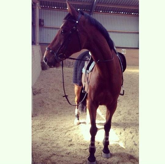 Hollandsk Varmblod B. Lord de Colando billede 14