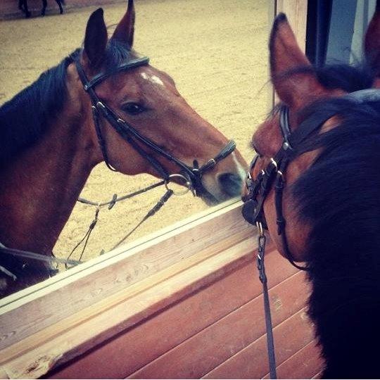 Hollandsk Varmblod B. Lord de Colando billede 4