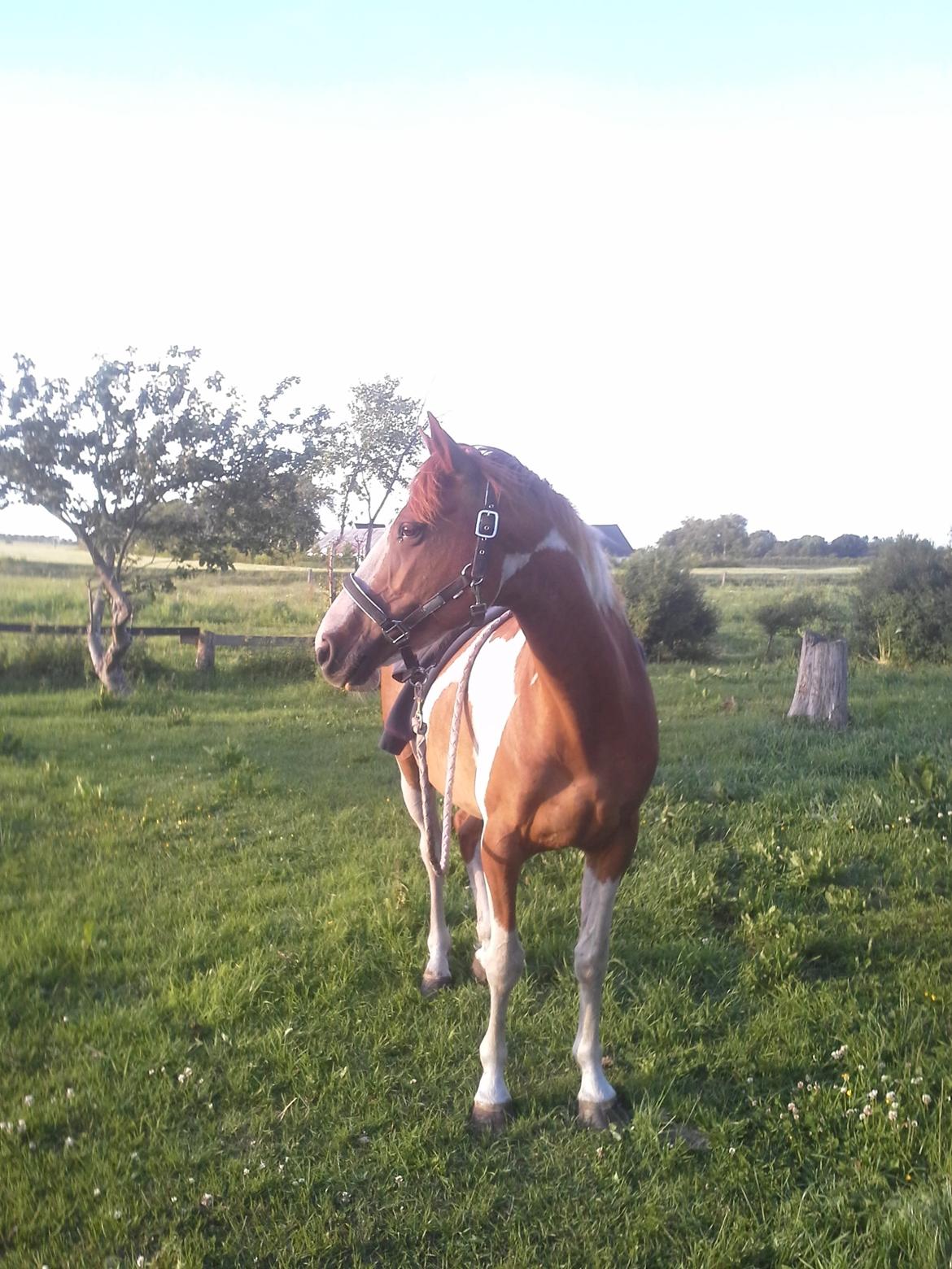 Anden særlig race Højersmindes Mitzy billede 1