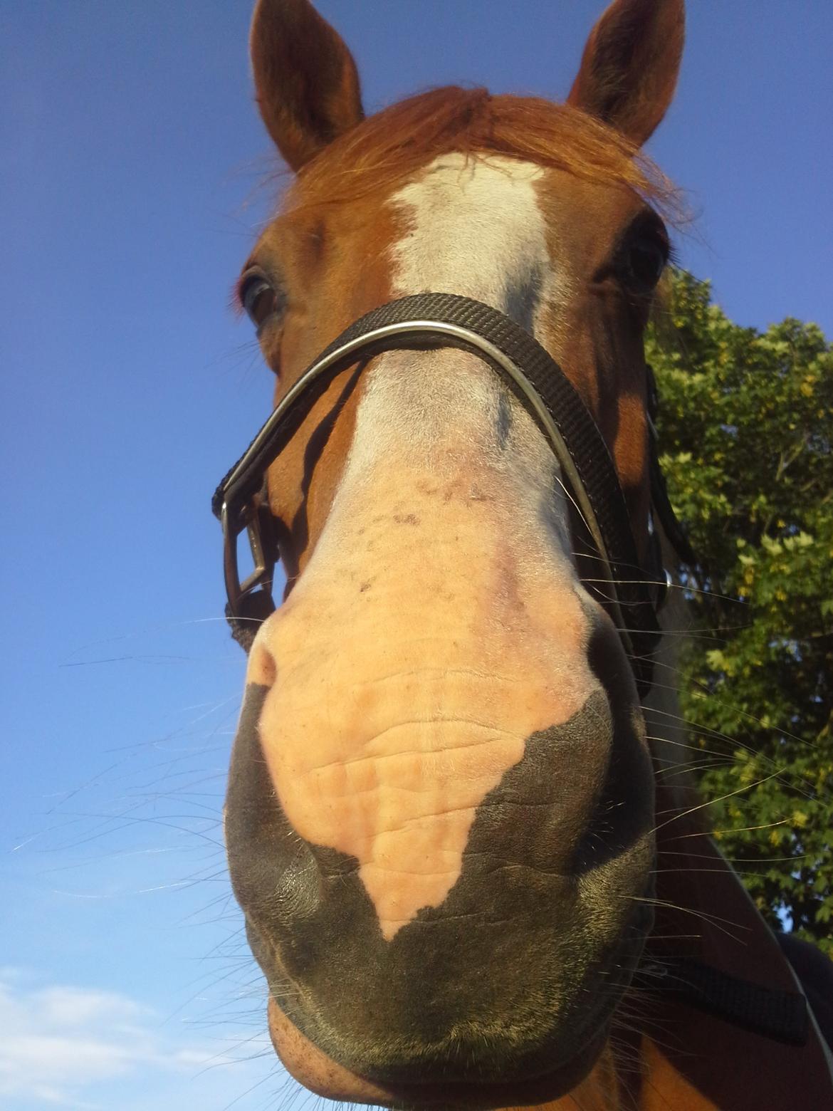 Anden særlig race Højersmindes Mitzy billede 3