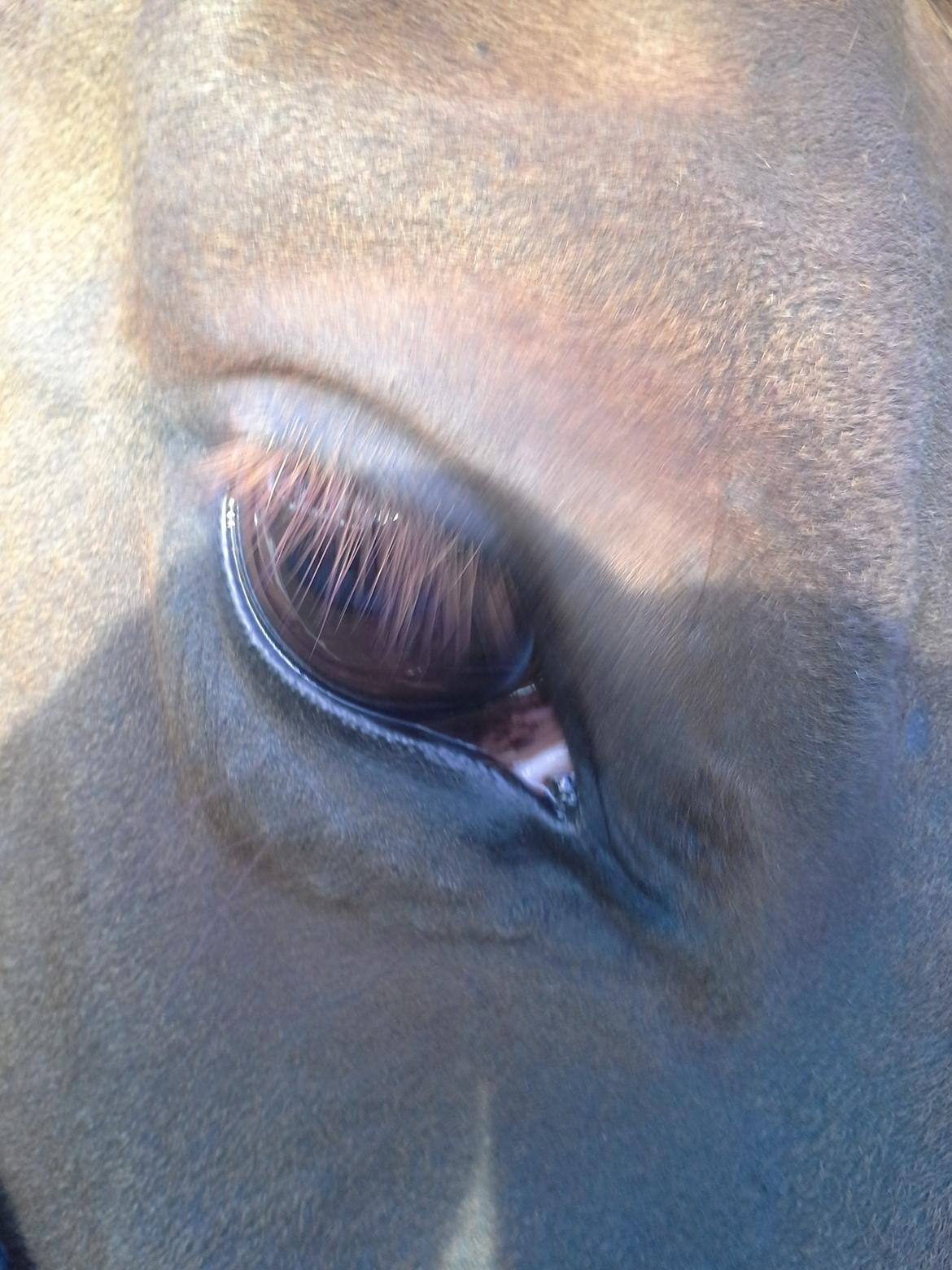 Anden særlig race Højersmindes Mitzy billede 4