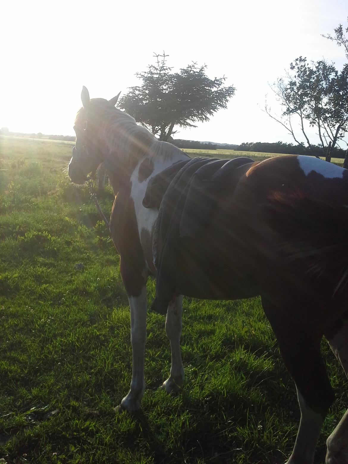 Anden særlig race Højersmindes Mitzy billede 5