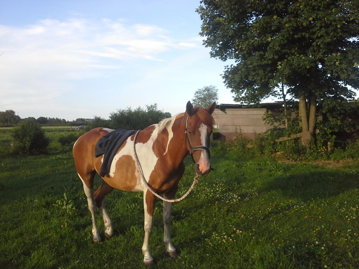 Anden særlig race Højersmindes Mitzy billede 6