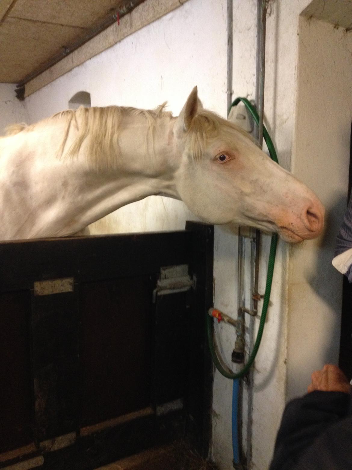 Palomino Brogaards Blue Blizzard billede 1