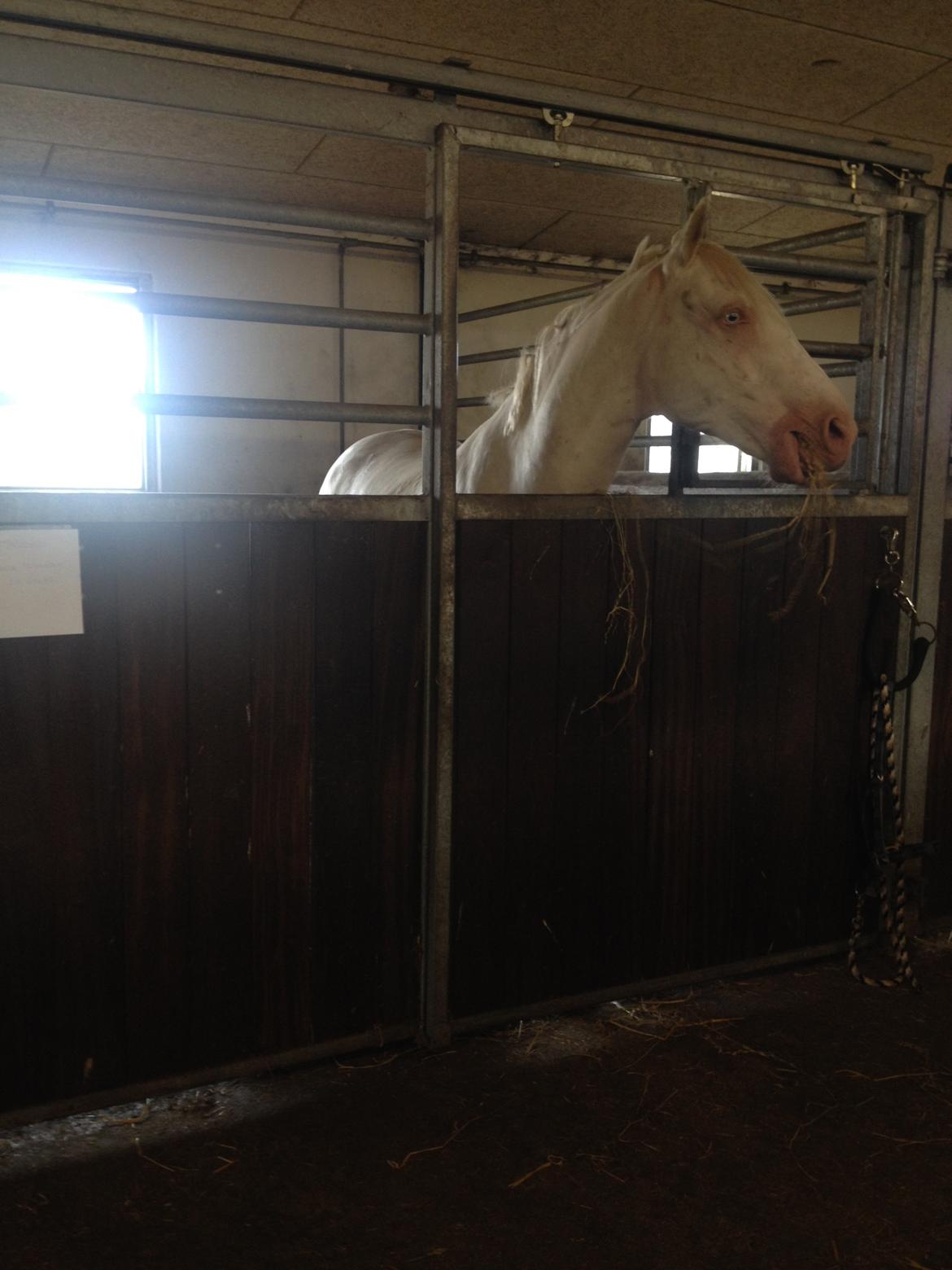 Palomino Brogaards Blue Blizzard billede 3