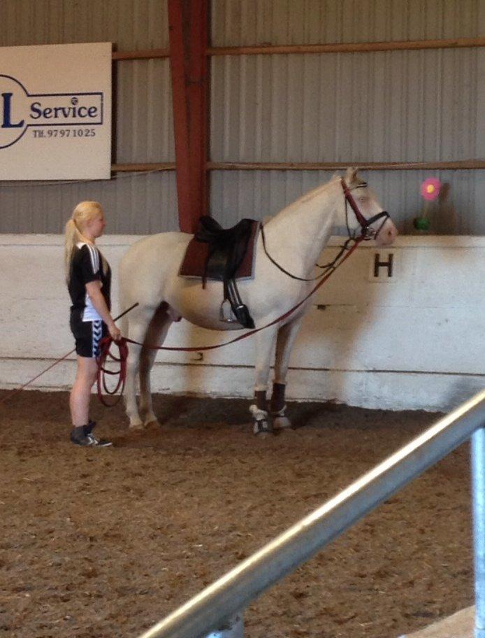 Palomino Brogaards Blue Blizzard billede 4