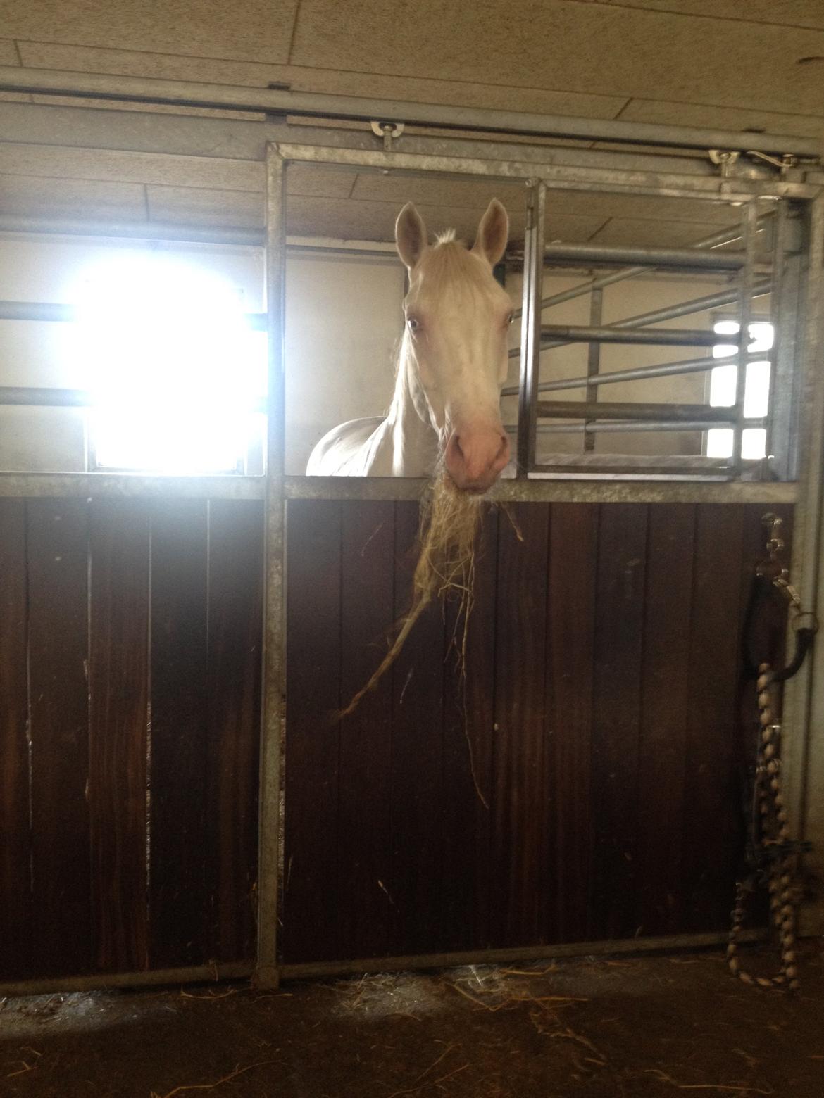 Palomino Brogaards Blue Blizzard billede 2