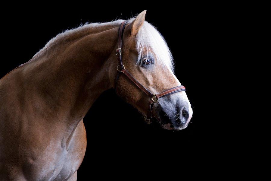 Haflinger Aristo *himmelhest* billede 1