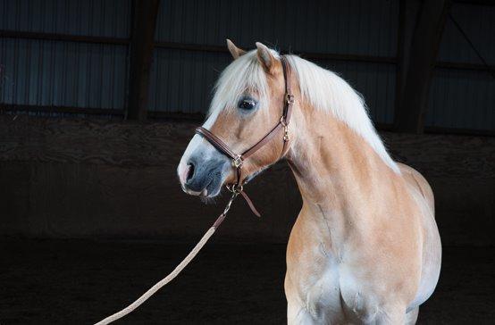 Haflinger Aristo *himmelhest* billede 17