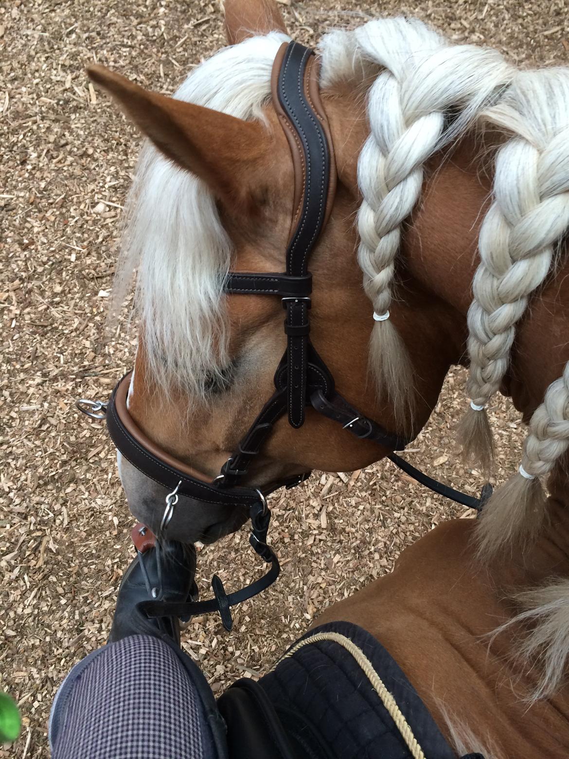 Haflinger Gelstoft Star Shadow - Turene på ryggen af ham bliver kun bedre og bedre.! XD billede 9