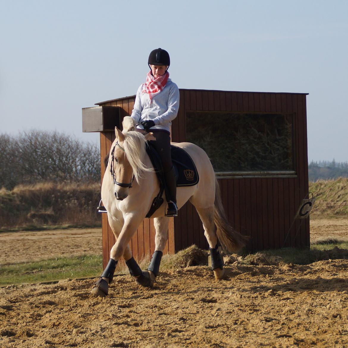 Fjordhest Magnet Halsnæs billede 1