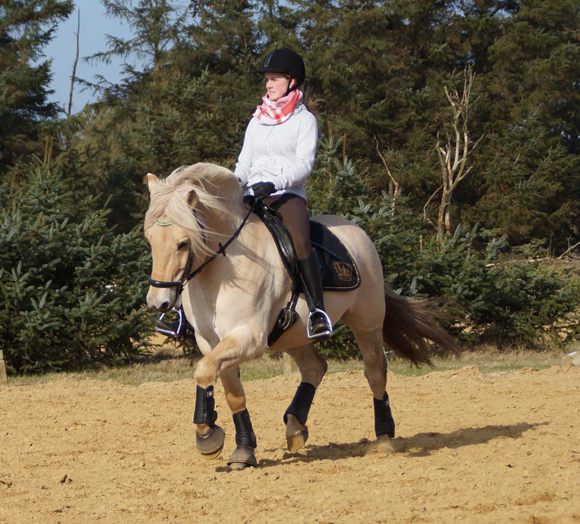 Fjordhest Magnet Halsnæs billede 3