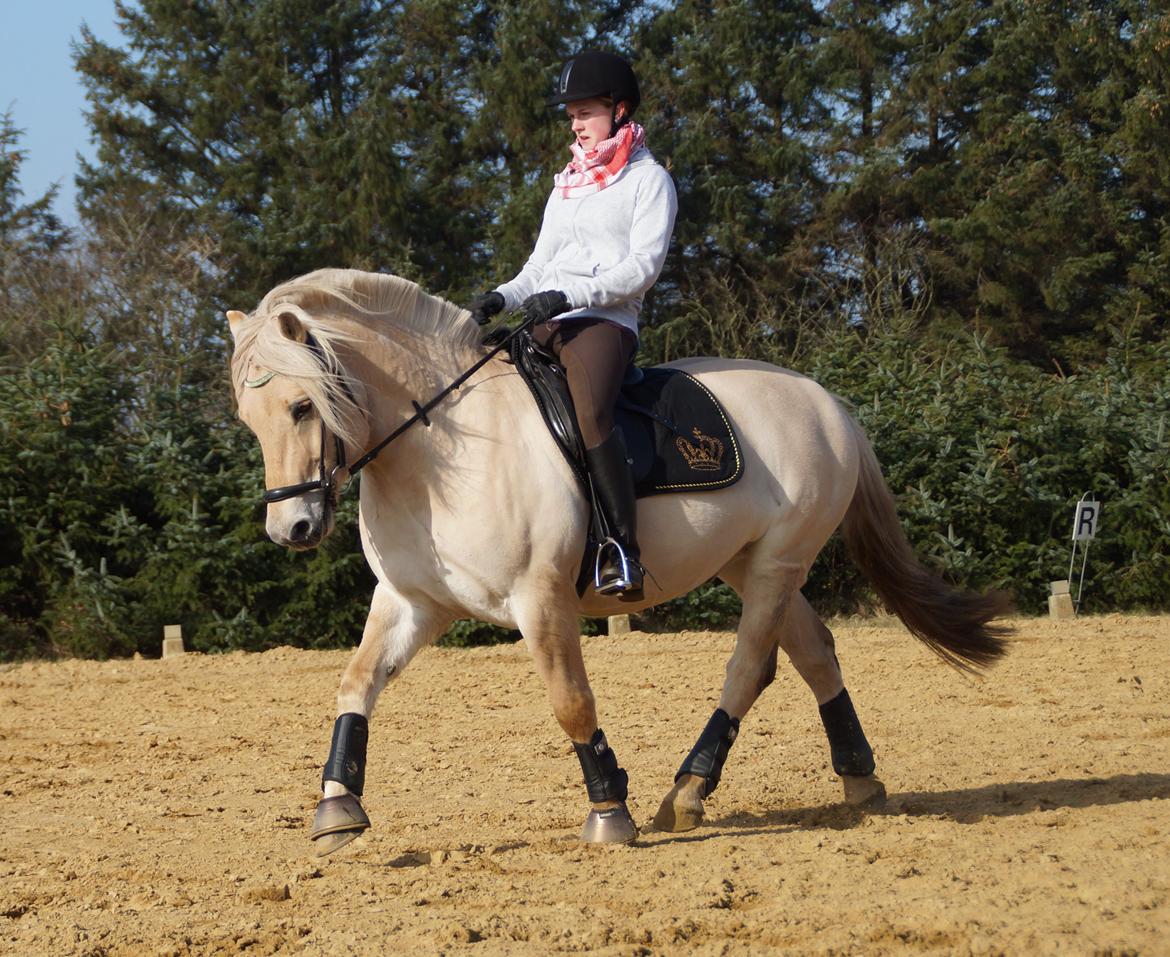 Fjordhest Magnet Halsnæs billede 4