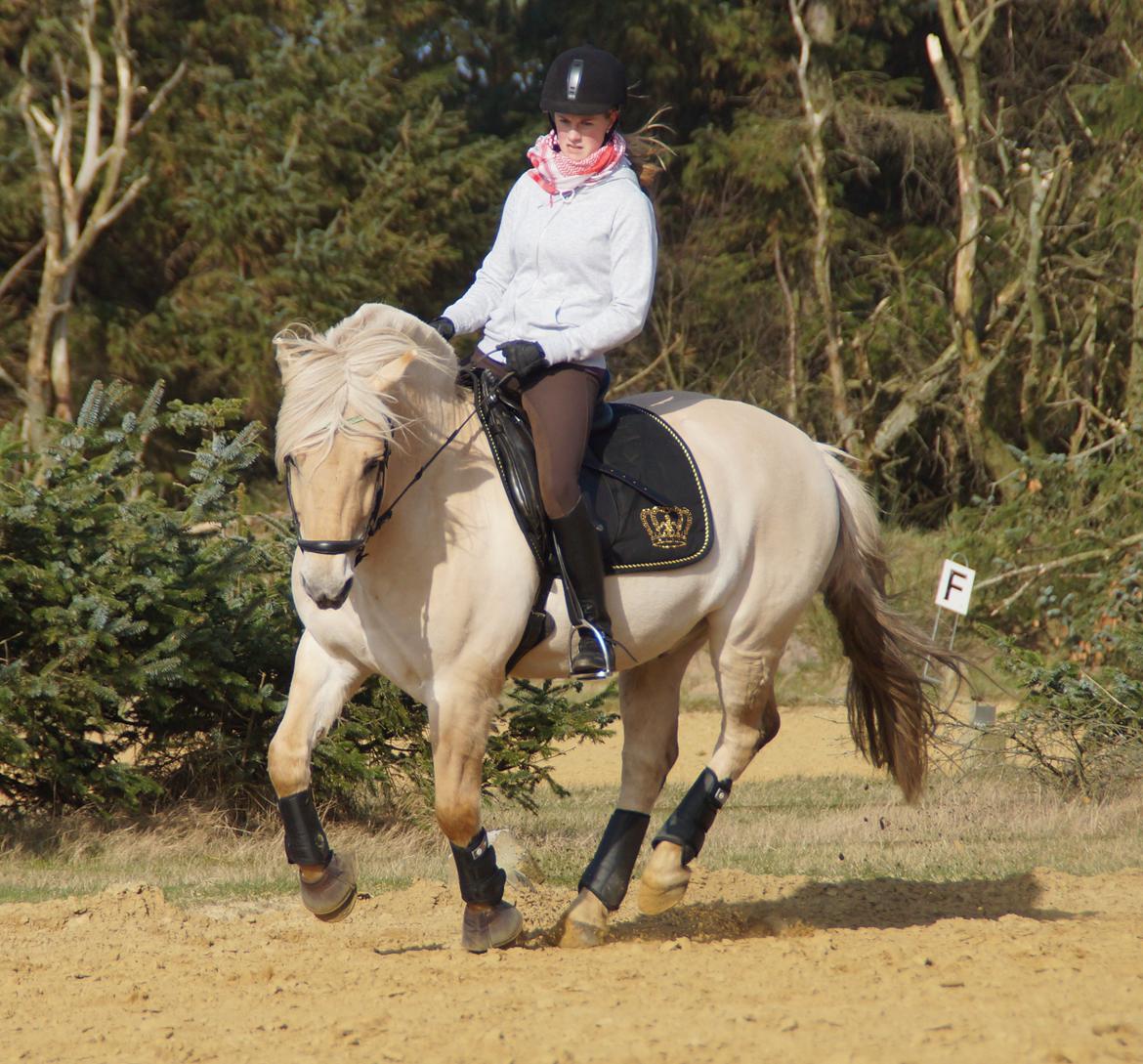 Fjordhest Magnet Halsnæs billede 5