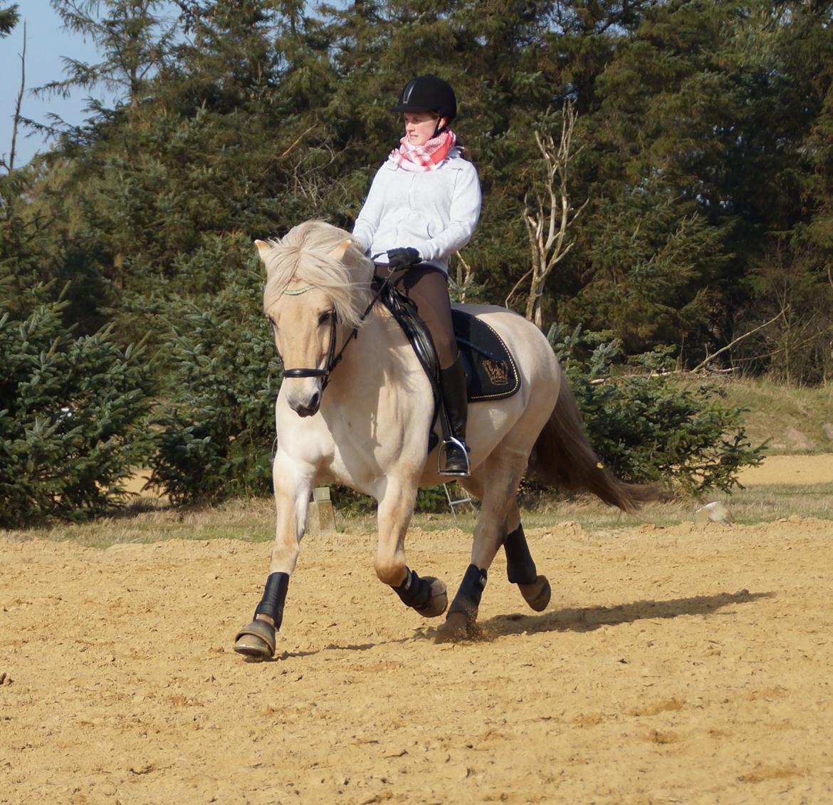 Fjordhest Magnet Halsnæs billede 2