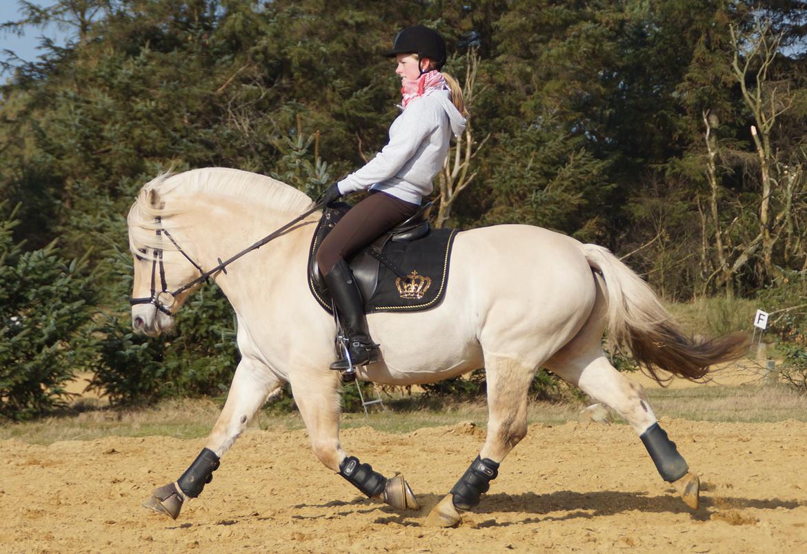 Fjordhest Magnet Halsnæs billede 6