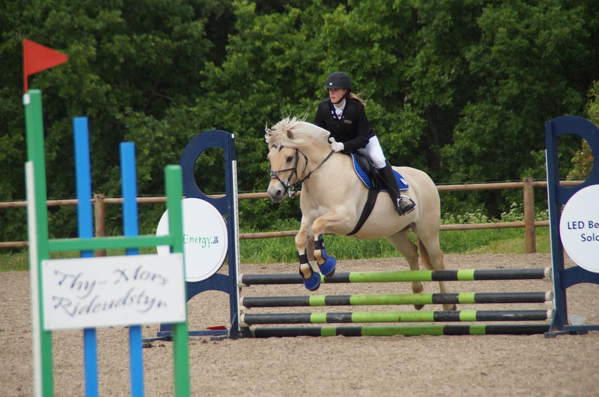 Fjordhest Magnet Halsnæs billede 7