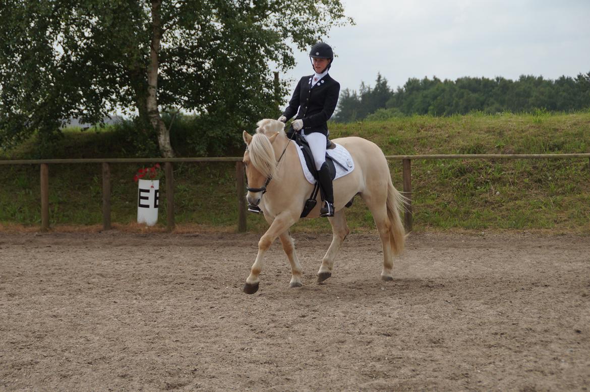 Fjordhest Magnet Halsnæs billede 9