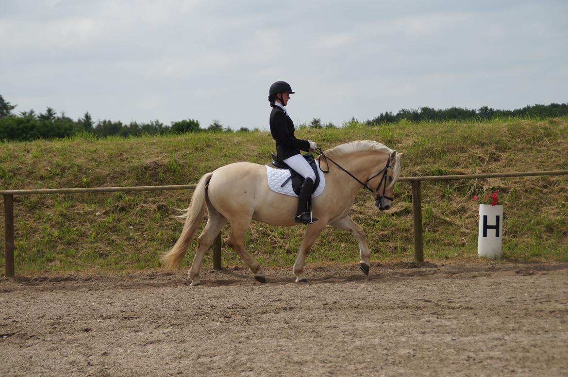 Fjordhest Magnet Halsnæs billede 10