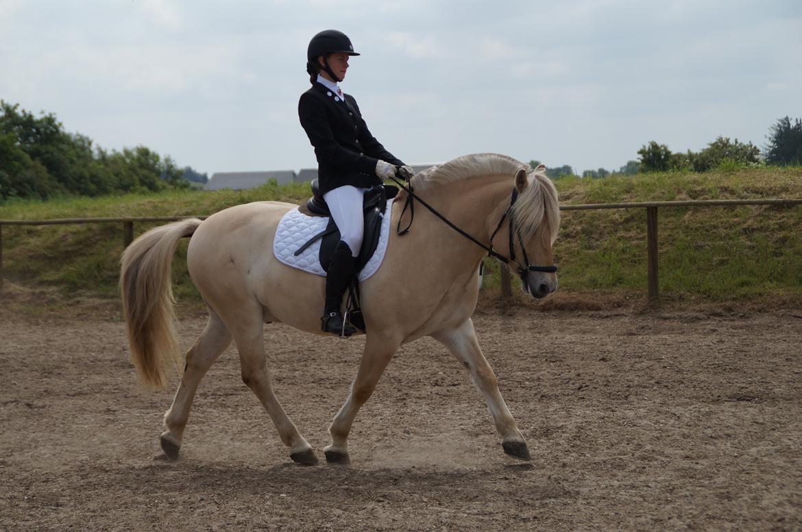 Fjordhest Magnet Halsnæs billede 11