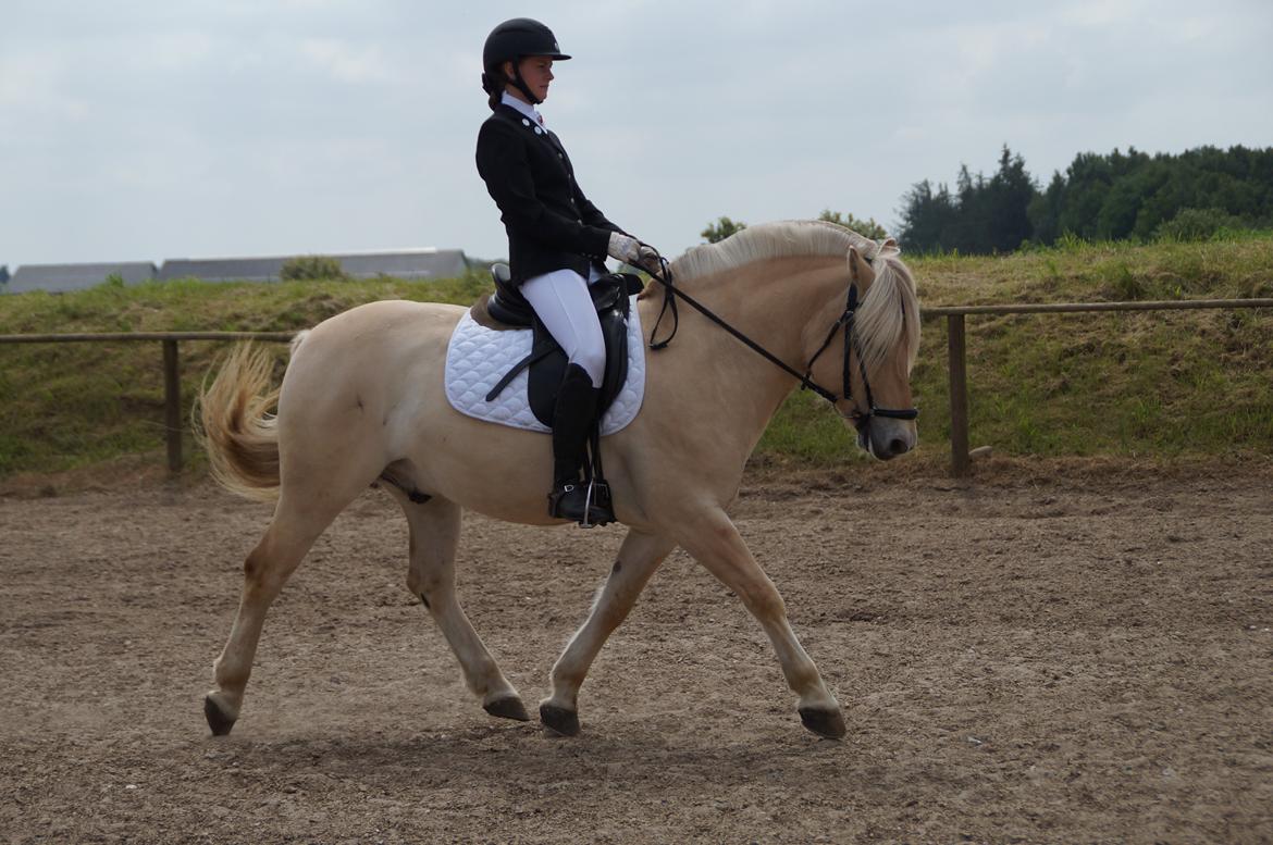 Fjordhest Magnet Halsnæs billede 12