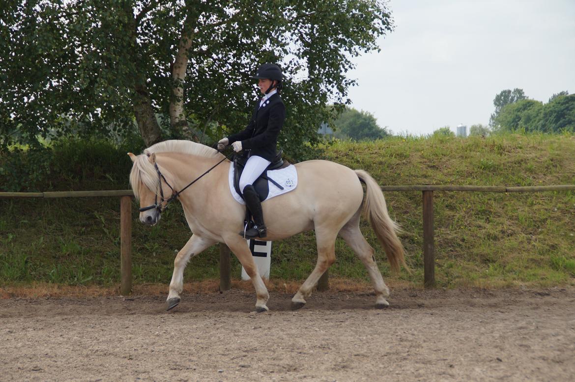 Fjordhest Magnet Halsnæs billede 13