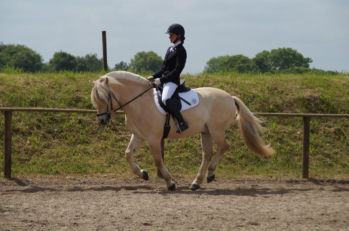 Fjordhest Magnet Halsnæs billede 14