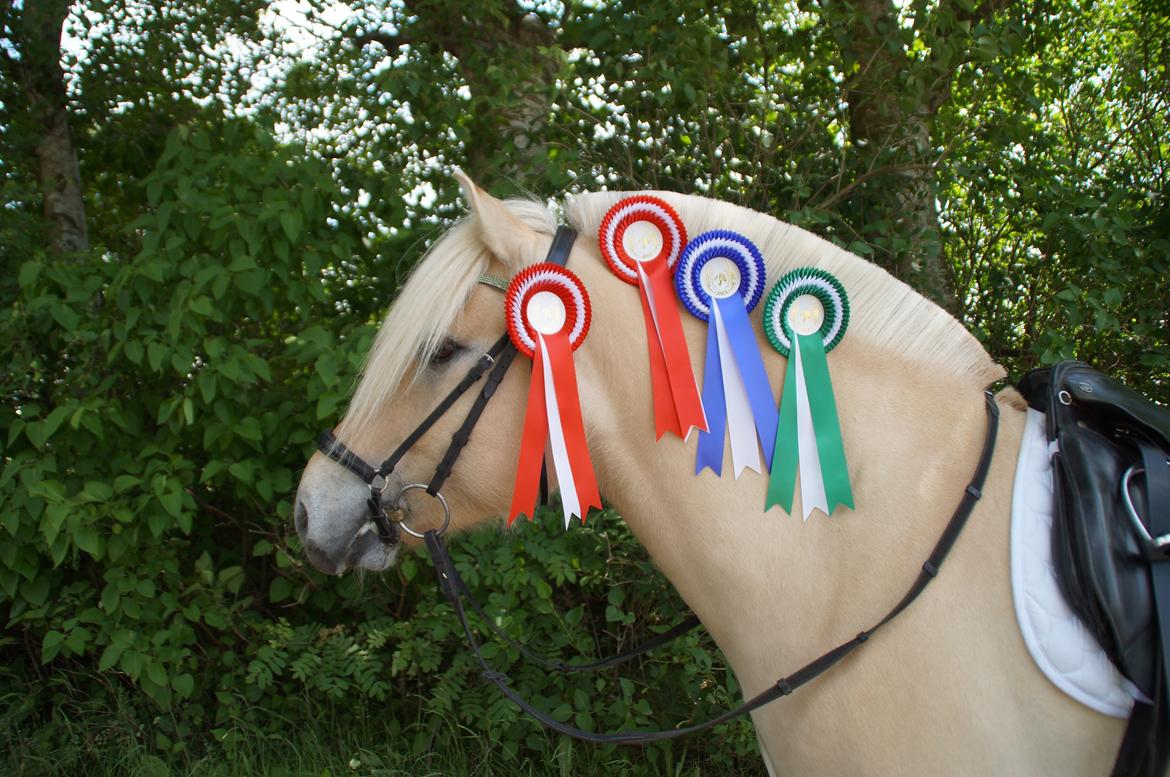 Fjordhest Magnet Halsnæs billede 15