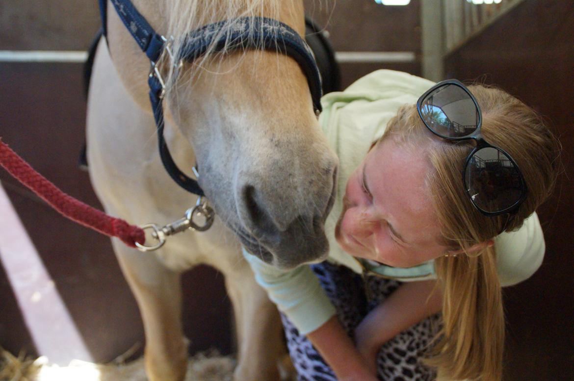 Fjordhest Magnet Halsnæs billede 16