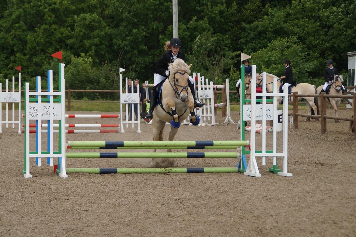 Fjordhest Magnet Halsnæs billede 8