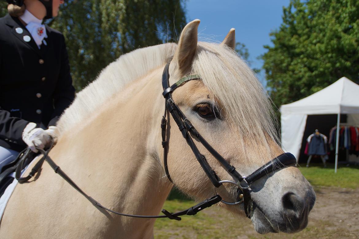 Fjordhest Magnet Halsnæs billede 18