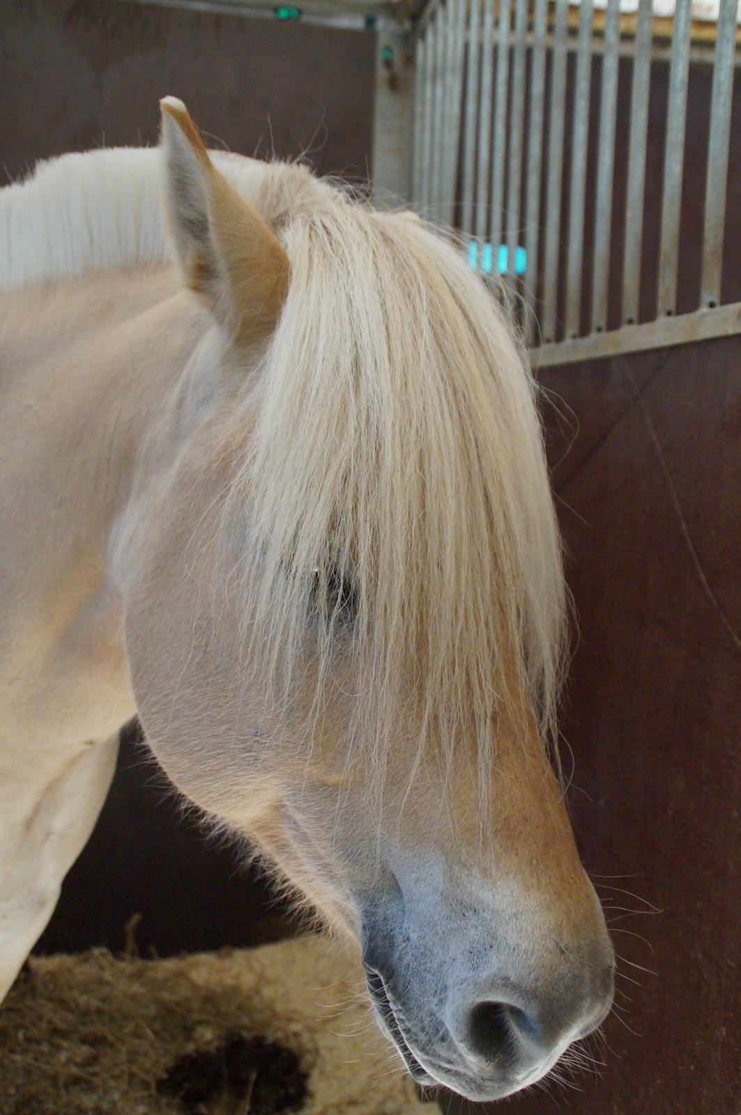 Fjordhest Magnet Halsnæs billede 19