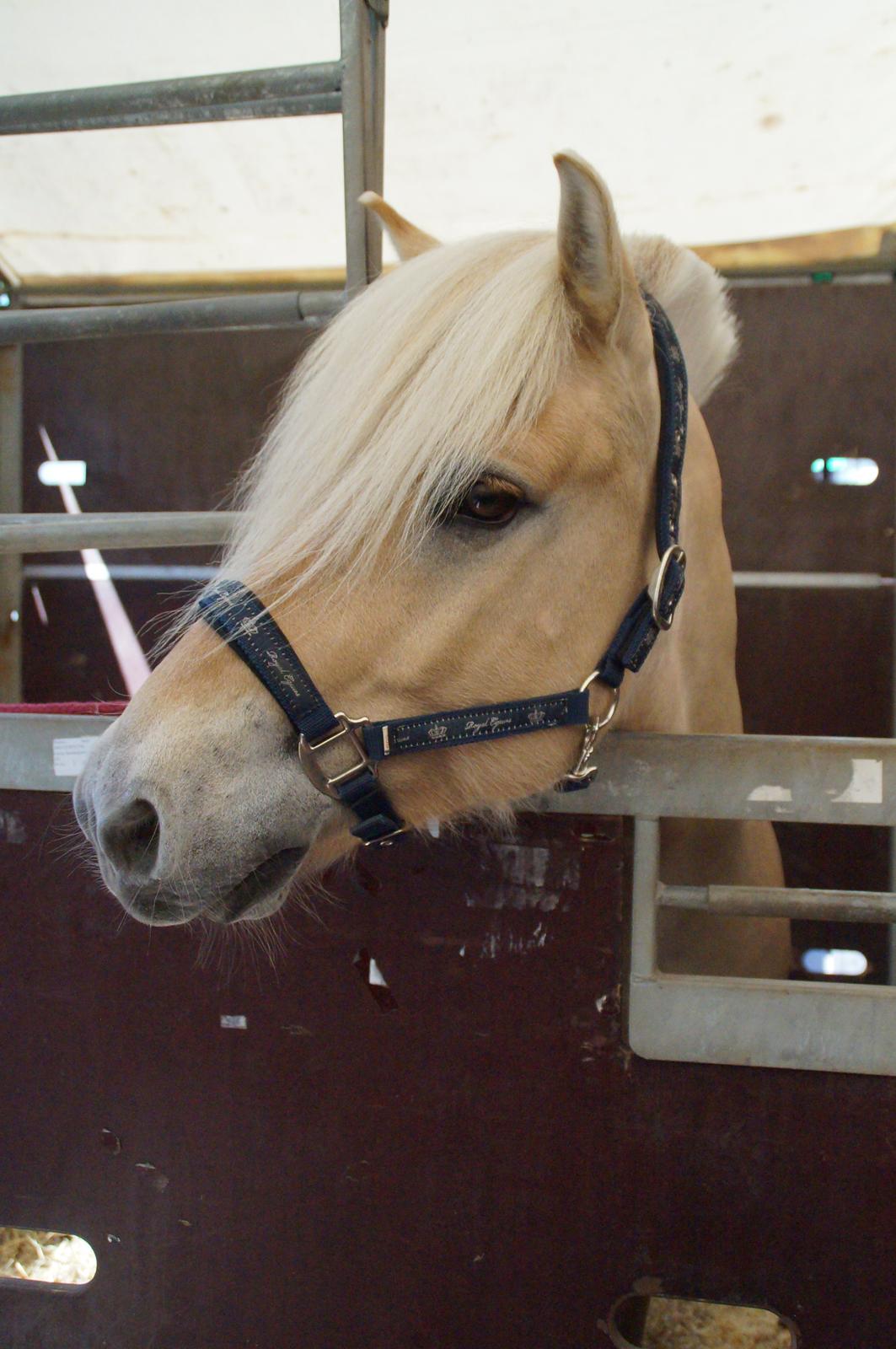 Fjordhest Magnet Halsnæs billede 17