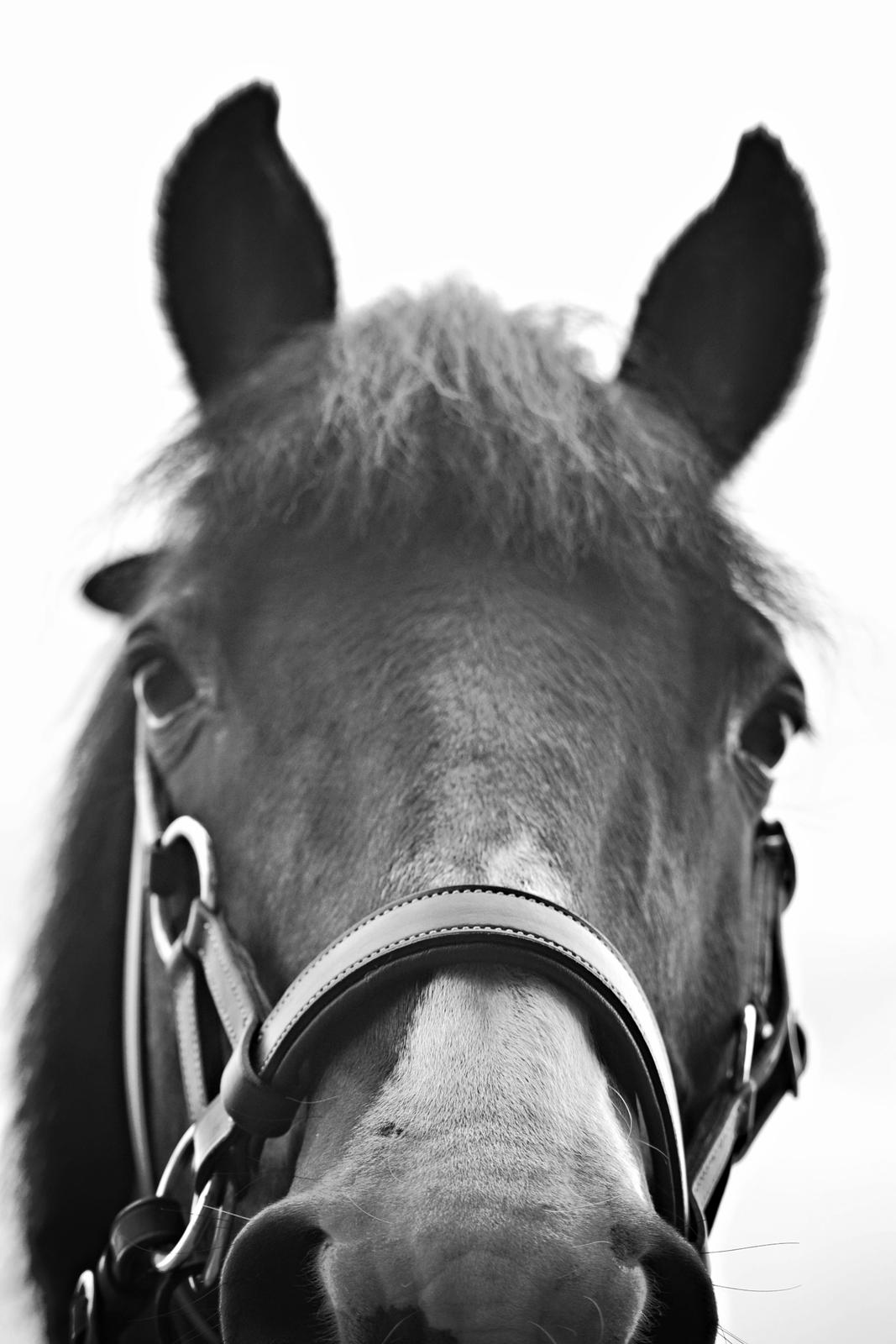 New Forest Kroghøjs Tango.  billede 7