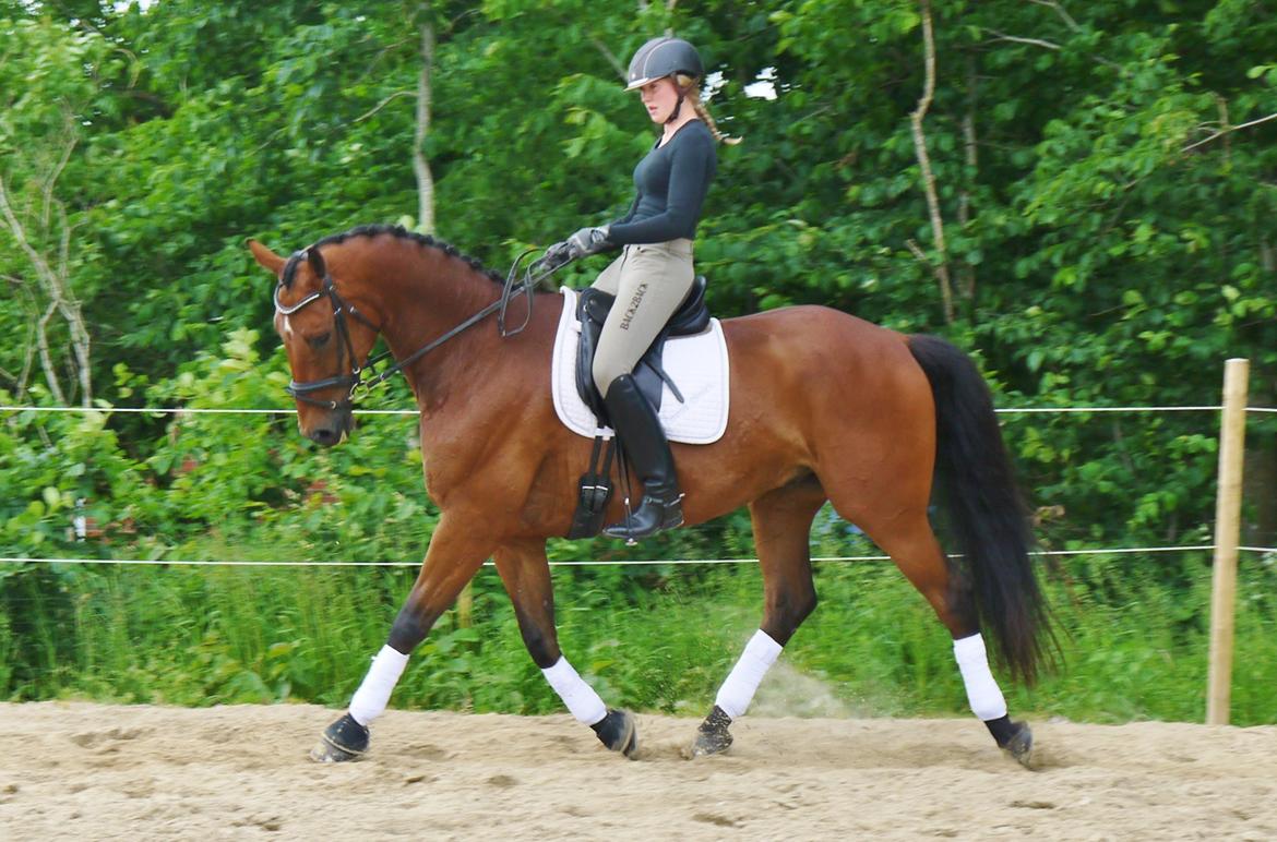Dansk Varmblod Møllegårdens De Niz billede 11