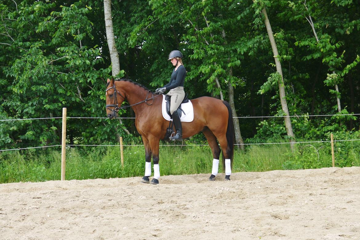 Dansk Varmblod Møllegårdens De Niz billede 15