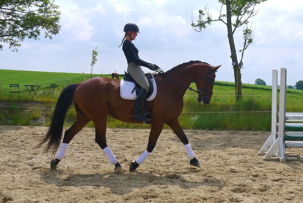 Dansk Varmblod Møllegårdens De Niz billede 17