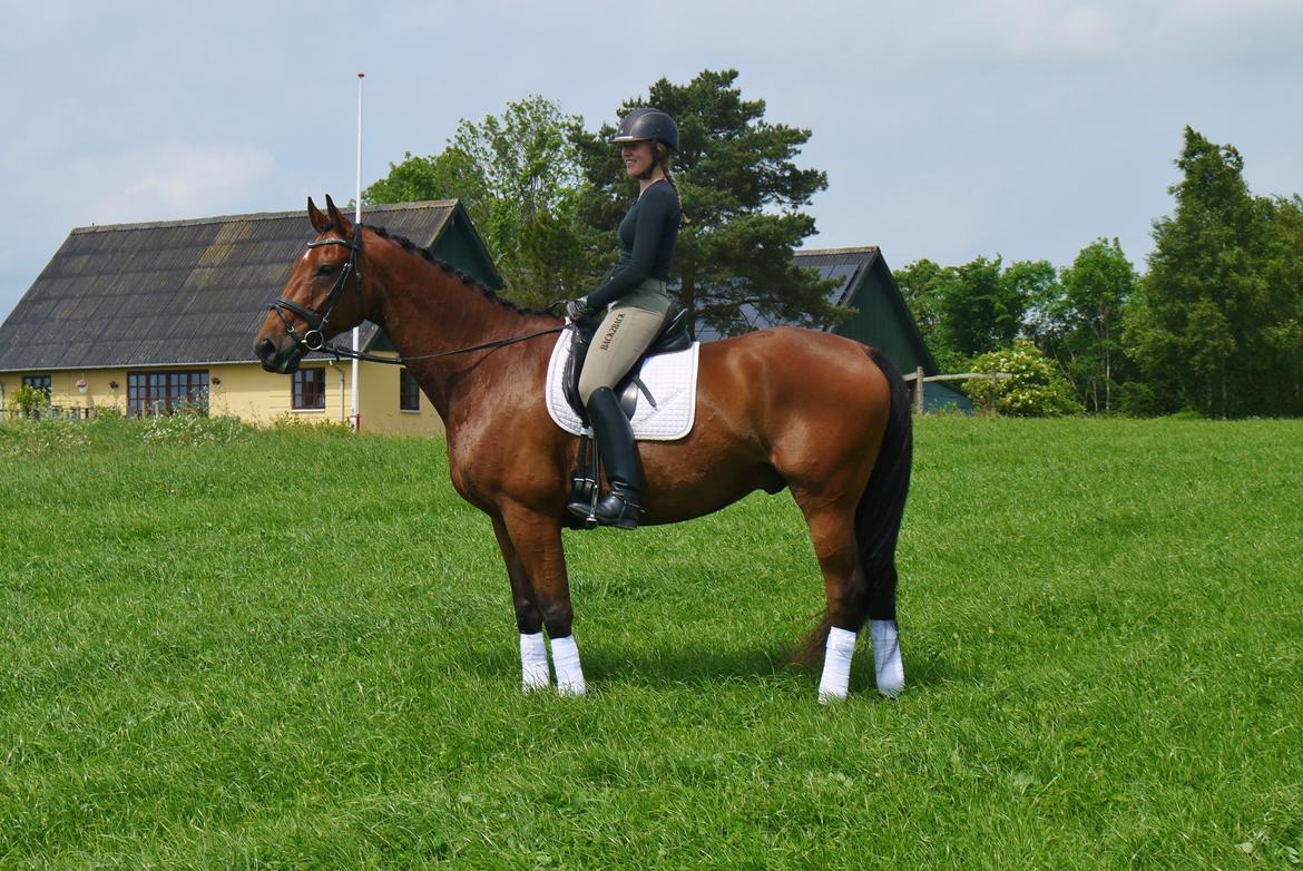 Dansk Varmblod Møllegårdens De Niz billede 2