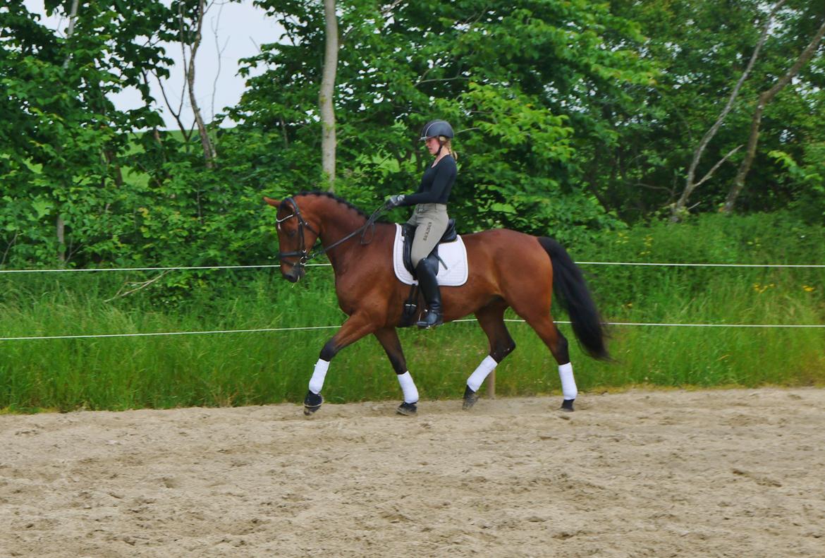 Dansk Varmblod Møllegårdens De Niz billede 13