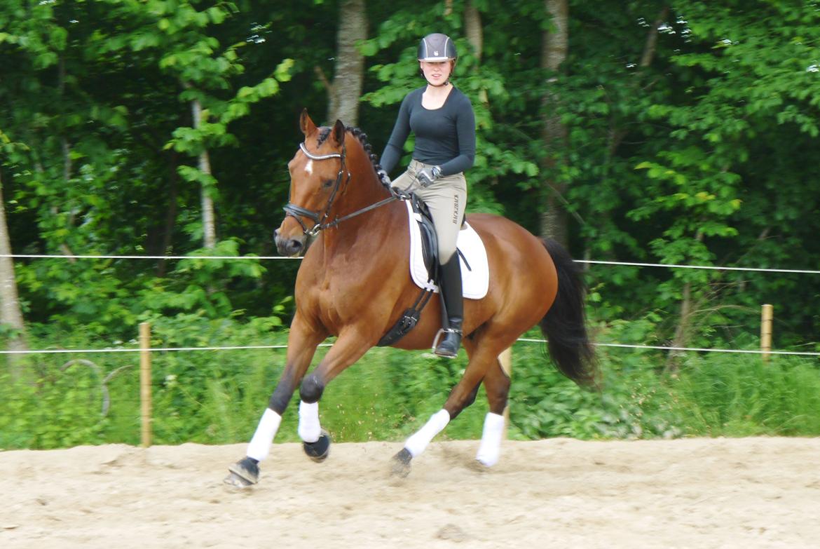 Dansk Varmblod Møllegårdens De Niz billede 20