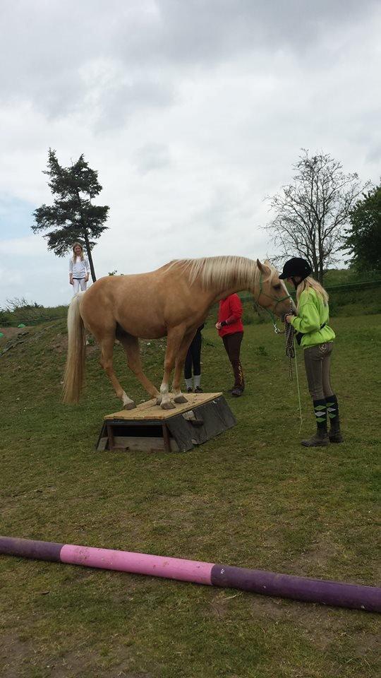 Palomino SKOVLYST'S LOGAN - stævne hestevelfærd i agility heat 4 billede 20