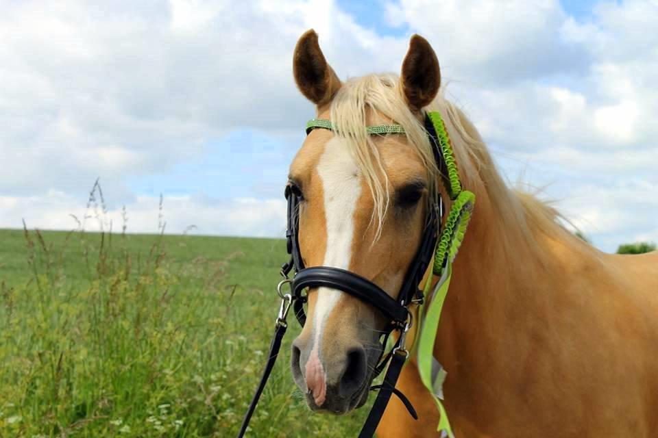 Palomino SKOVLYST'S LOGAN - logan med hans fine rosestter fra hestevelfærd billede 2