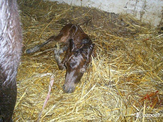 Anden særlig race Pilegårdens Bambino - 19.Maj 2011 - Bambino bliver født. Vejer 7,6 kg ved fødsel. billede 2