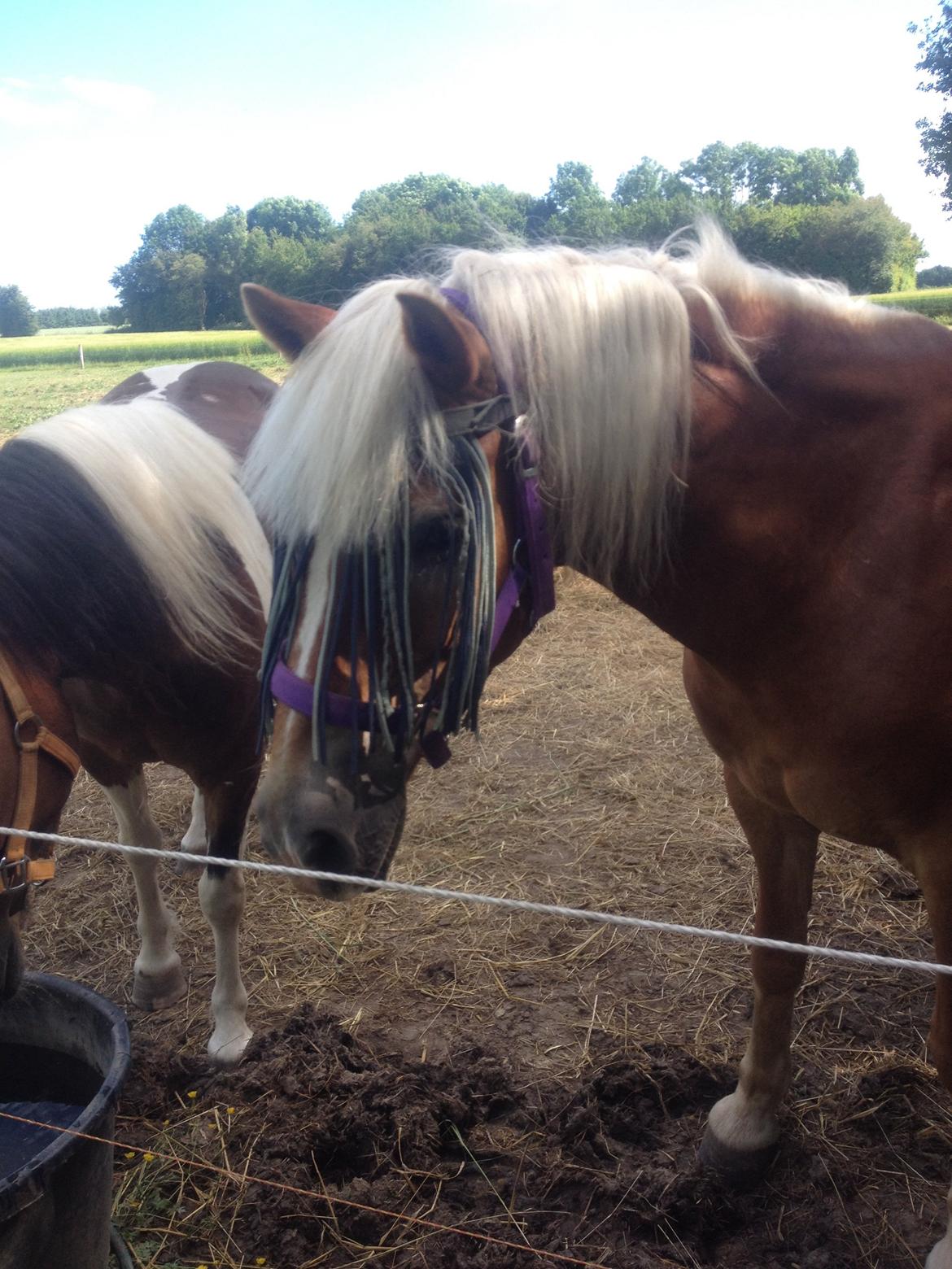 Haflinger Laura billede 1